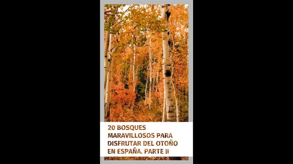 Los maravillosos bosques de Navarra